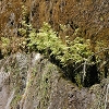 Plants: image 61 Of 208 Thumb